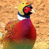 Casco para mascotas con diseño de pollo, gorro de protección, casco para desplazamientos, casco de personaje de dibujos animados, artículos divertidos para mascotas