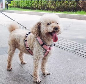 Tali kekang anjing mewah Multi warna kustom nilon dapat disesuaikan dengan fitur empuk untuk kucing jalan dan anjing - Product Image 5