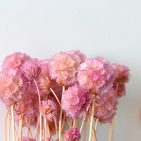 Bunga Kering Alami Diawetkan Pristimera Foliage Pinwheel Fruit Scabiosa DIY Rangkaian Bunga Dekorasi Rumah Pernikahan Toko