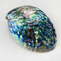 Vente au prix d'usine, coquille d'ormeau naturelle, belle, grande et polie