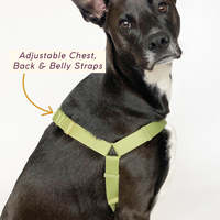 Sunraymascota, fabricants de harnais pour chiens, vente en gros de harnais et de laisses pour chiens, harnais pour chiens de luxe sur mesure
