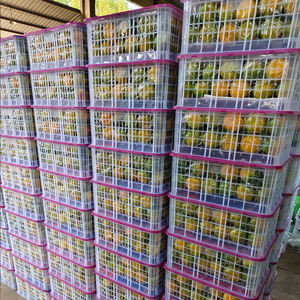 Miel de mandarine chinois de qualité supérieure, diamètre 80-90 mm, pulpe fraîche et juteuse, peu de pépins, fruit d'agrumes sucré à consommer - Product Image 6