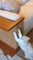 Planche à gratter verticale pour chat en sisal résistant à l'usure et anti-écaillage pour le bord du canapé, avec étagère de rangement et support pour gamelle d'animal