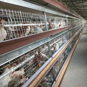 Haute qualité 2.0mm d'épaisseur H Type poulet couche d'isolation Cage petit <span class=keywords><strong>poulailler</strong></span> fabriqué en Chine pour un usage agricole - Product Image 4