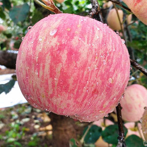 Pommes Fuji fraîches Délicieux fruits de pommes fraîches en provenance de Chine au meilleur prix Pommes fraîches pour l'exportation sur de nombreux marchés - Product Image 6