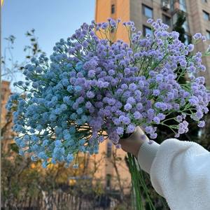 Dalian Chermy azul púrpura Babysbreath Real Touch látex Gypsophila <span class=keywords><strong>Paniculata</strong></span> para la decoración de la boda - Product Image 1