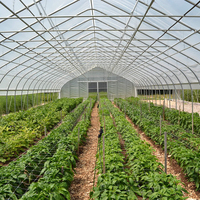 Grande serre tunnel agricole monopente 8x30m avec structure et film PE pour la culture commerciale de tomates