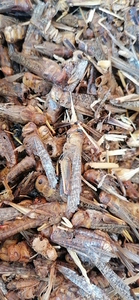 Proteína de Insectos <span class=keywords><strong>Locusta</strong></span> Migratoria Pura en Polvo para Alimentos - Product Image 6