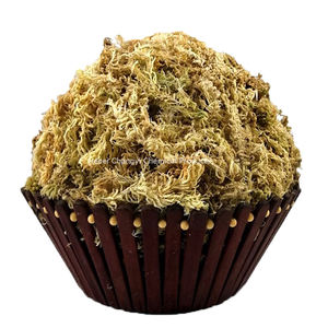 Atacado de Bastões de Musgo Sphagnum Modernos, Ecológicos, com Absorção de Água, Substrato para Répteis Vivos, Plantas de Qualidade Premium Personalizáveis - Product Image 1