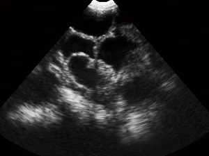 Appareil d'échographie vétérinaire Midray pour diagnostic abdominal par échographie - Product Image 6