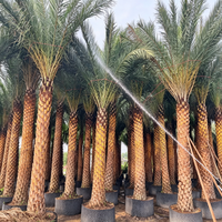 Ekstrak Saw Palmetto 25-45% Asam Lemak Bubuk Kelas Makanan Suplemen Herbal untuk Kesehatan Prostat