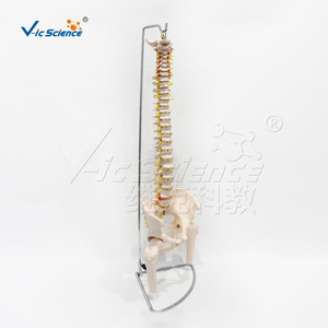 VIC-126 Modèle d'os naturel grand format (colonne vertébrale, bassin et demi-jambe) : Structure de la colonne vertébrale humaine - Product Image 5
