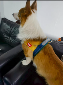 DUOMM 550 Set Harness anjing mewah warna-warni Logo silikon pegangan PU sesuai pesanan mode Harness anjing belakang - Product Image 4