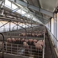 Bâtiment préfabriqué en acier à faible coût pour élevage de volailles, moutons et porcs, grande portée, haute résistance