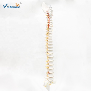 Modèle de <span class=keywords><strong>squelette</strong></span> humain en PVC grandeur nature pour l'enseignement des sciences médicales et la formation en anatomie - Product Image 2