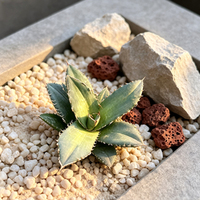 Succulentes décoratives accrocheuses Agave Titanota, plantes d'intérieur tendance pour une décoration de table unique