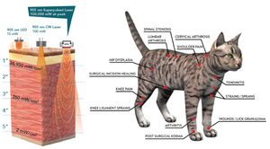 Arfurla Laser Terapi Manajemen Nyeri, Laser Terapi Dokter Hewan Kelas 4 Daya Tinggi - Product Image 2