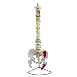 Coloration naturelle des muscles des grandes ceintures vertébrales et des ceintures pelviennes ; points d'origine et d'insertion musculaire ; lombaires - Product Image 2