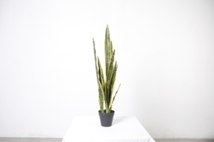 <span class=keywords><strong>Planta</strong></span> <span class=keywords><strong>de</strong></span> <span class=keywords><strong>Lengua</strong></span> <span class=keywords><strong>de</strong></span> Madre <span class=keywords><strong>de</strong></span> la Tierra Artificial Decorativa Personalizable <span class=keywords><strong>de</strong></span> 76 CM - Product Image 2