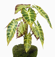 Vcare Lot de 10 feuilles de paon artificielles en plastique, plantes en pot Taro d'automne, décoration intérieure écologique pour salon de style nordique