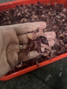 Tentáculos de <span class=keywords><strong>pulpo</strong></span> bebé de tamaño pequeño Tentáculos de <span class=keywords><strong>pulpo</strong></span> congelados - Product Image 2