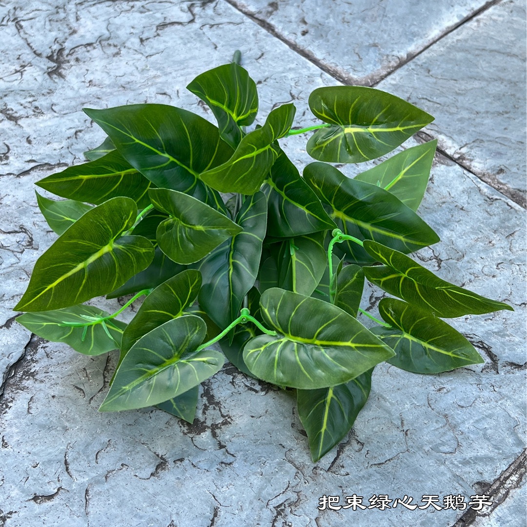 Arum cygne à cœur vert