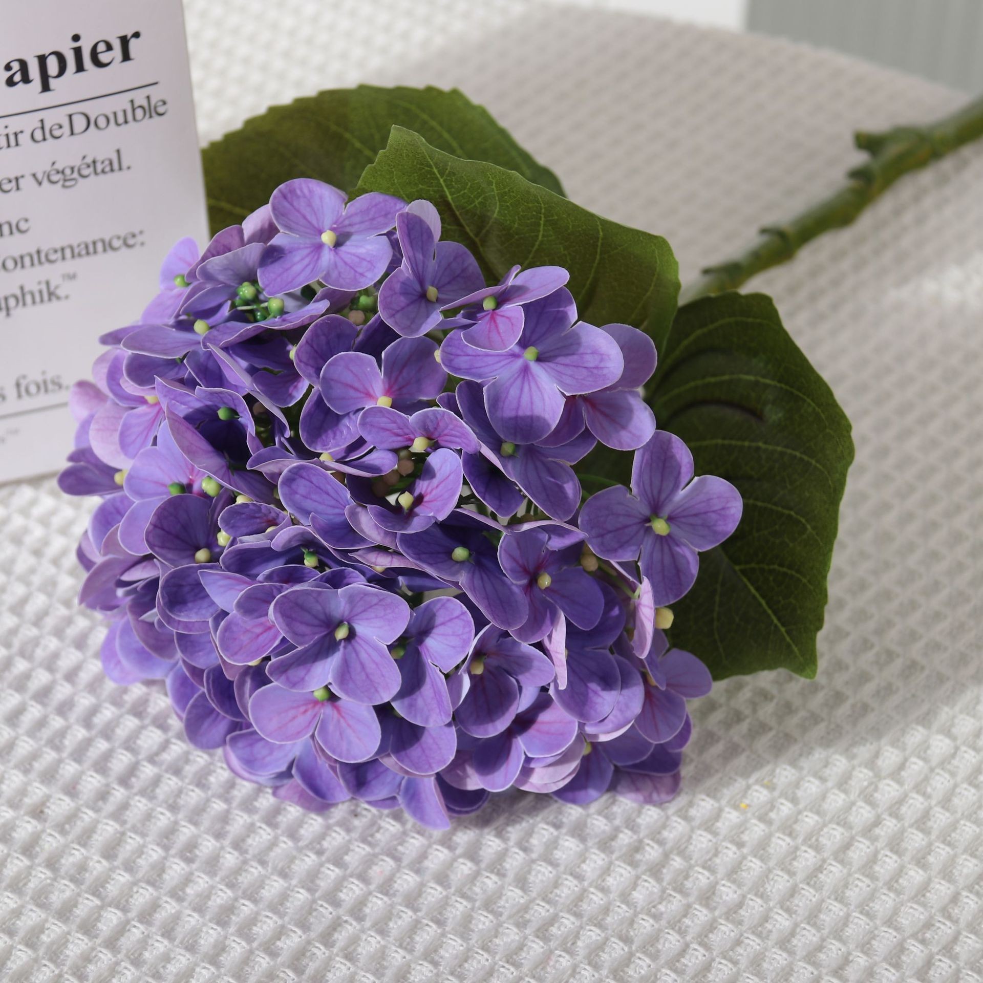 Pourpre