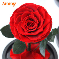 AM-PFA02 Petite fleur rouge préservée sous cloche en verre éternelle pour la fête des mères, Pâques, décoration murale, Saint-Valentin, Nouvel An