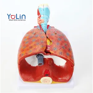 Modelo de corazón y pulmones para la enseñanza médica, Larynx en 3D, 7 piezas, sistema nervioso anómico, para demostración de enseñanza médica, producto en oferta