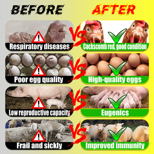 Prémélange soluble dans l'eau de vitamines et minéraux <span class=keywords><strong>AD3E</strong></span> pour poulets de chair et poules pondeuses, enrichi en acides aminés et enzymes de qualité alimentaire en poudre - Product Image 3