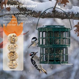 Mangeoire à boules <span class=keywords><strong>de</strong></span> suet double couche robuste JH-Mech pour oiseaux sauvages 360 °   Mangeoire à gâteau <span class=keywords><strong>de</strong></span> graisse pour oiseaux sauvages avec plateau <span class=keywords><strong>de</strong></span> drainage - Product Image 4