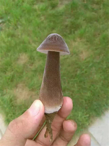 DETAN fungo fresco naturale/nutriente nero collybia albuminosa - Product Image 2