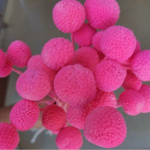 Fleurs de Craspedia séchées en gros, Billy Buttons pour bouquets de fleurs séchées, décoration de mariage, artisanat DIY - Product Image 4