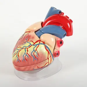 تدريس العلوم الطبية 3X نموذج قلب الإنسان