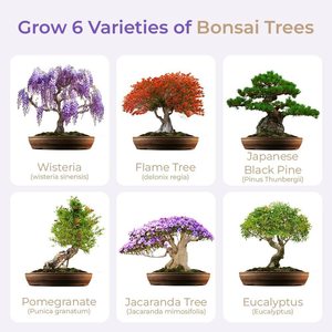 Exótico Premium <span class=keywords><strong>Bonsai</strong></span> Starter Kit Square Flower Pot Design con Master Tool Set para Home Garden <span class=keywords><strong>Bonsai</strong></span> Trees - Product Image 2