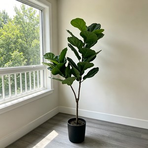 120cm Tall Fiddle-leaf fig – Eco-Friendly <b>Plant</b> for Wedding & Event Decoration - Product Image 6