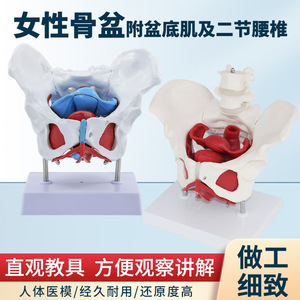 Pénisse humain ; Modèle de pénisse et de muscles du plancher pelvien féminin ; Modèle d'os pelvien féminin ; Modèle d'anatomie squelettique - Product Image 5