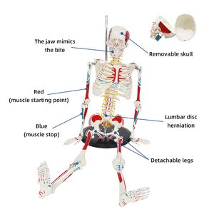 Modèle de squelette de 85 cm incluant les zones de départ et d'arrivée de tous les muscles, des disques intervertébraux, des nerfs et des os - Product Image 3