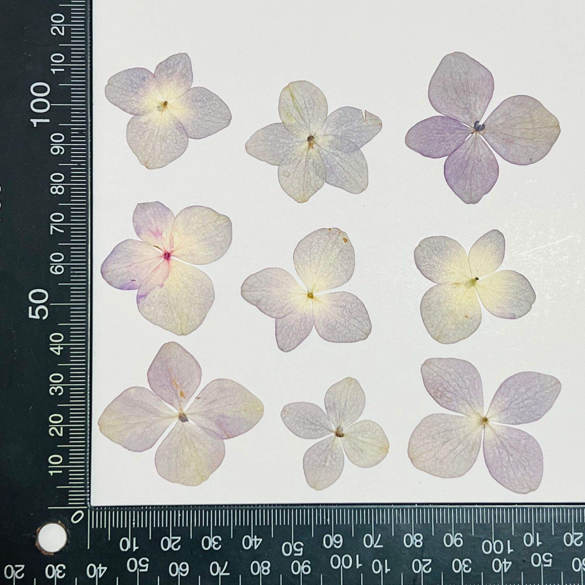 Hydrangea de couleur naturelle violet clair (12 fleurs par paquet)