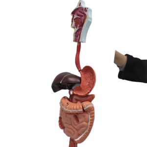 Modelo del sistema digestivo humano, modelo de enseñanza médica, modelos de la serie de anatomía humana - Product Image 5