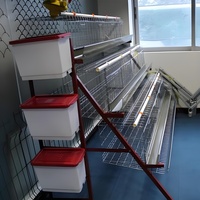 Cage à poulets de type A galvanisée à chaud |   Équipement avicole automatique, économique et durable, adapté aux fermes africaines