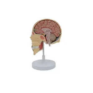 Modelo de cráneo y cerebro para músculos de la mascarilla, modelo anatómico desmontable, equipo educativo, anatomía de las ciencias médicas