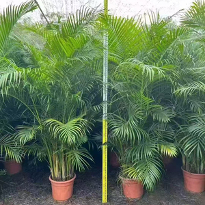 Plantes vivantes de pépinière, Palm <span class=keywords><strong>Dypsis</strong></span> Lutescens, Bonsaï, Palmier <span class=keywords><strong>Areca</strong></span> à feuilles persistantes, Vente en gros, Fournisseur de plantes ornementales pour la maison et le bureau - Product Image 2