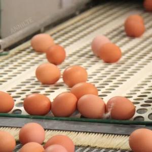 50cm di larghezza perforato pollame uovo nastro trasportatore per la gabbia delle galline delle uova - Product Image 5