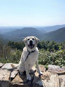 Muestra Gratuita de Bolsa de Viaje para Mascotas de Gran Capacidad para Perros y Gatos con 2 Bolsas para Comida para Perros, Bolsa de Transporte para Mascotas Aprobada por Aerolíneas - Product Image 3
