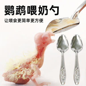 Cuillère d'alimentation pour poussins en acier inoxydable, outils d'alimentation pour perroquets, calopsittes, oiseaux bébés, mangeoires pour animaux de compagnie de forme arrondie - Product Image 4