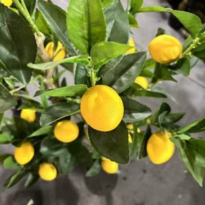 Vente <span class=keywords><strong>en</strong></span> gros d'arbres artificiels de citronniers de haute qualité <span class=keywords><strong>en</strong></span> <span class=keywords><strong>pot</strong></span>, plantes d'intérieur et d'<span class=keywords><strong>extérieur</strong></span> avec un aspect naturel durable <span class=keywords><strong>en</strong></span> plastique PE écologique - Product Image 6