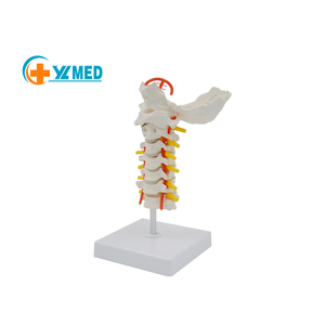 Instrumen pengajaran sains medis kelas medis <span class=keywords><strong>Model</strong></span> ramah lingkungan PVC <span class=keywords><strong>Model</strong></span> tulang belakang tengkuk anatomis untuk penelitian pendidikan - Product Image 1