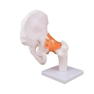 Modèle d'enseignement médical articulation de la hanche avec ligaments pour l'éducation et la formation en anatomie - Product Image 5