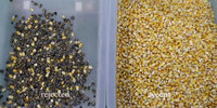 Machine de tri professionnelle des couleurs et des formes des grains, haute précision, équipement de tri commercial pour semences agricoles et arachides